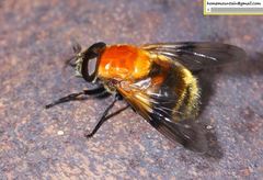 Volucella jeddona