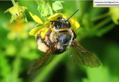 Eucera pekingensis