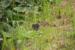 Gallinula chloropus