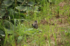 Gallinula chloropus