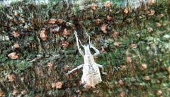 Dermatoxenus caesicollis