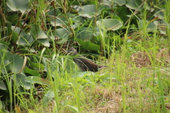 Gallinula chloropus