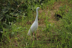 Ardea intermedia