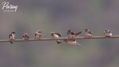 Petrochelidon fluvicola