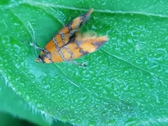 Promalactis procerella