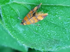 Promalactis procerella