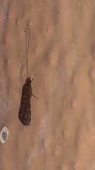 Lepidoptera