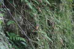 Muscicapa ferruginea