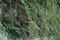Muscicapa ferruginea
