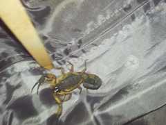 Centruroides bicolor