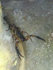 Centruroides bicolor