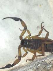 Centruroides bicolor