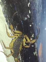 Centruroides bicolor