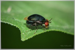 Spaniocelyphus cognatus