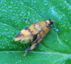 Promalactis procerella