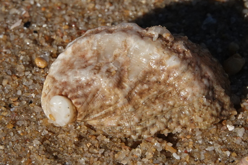 Stomatia phymotis observed 2020-07-16