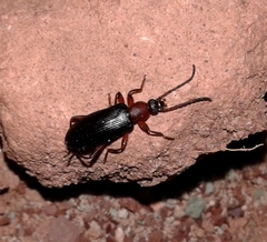 Statira pluripunctata