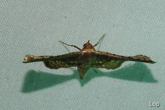 Picrostomastis inductalis