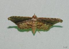 Picrostomastis inductalis