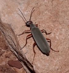 Epicauta tenella