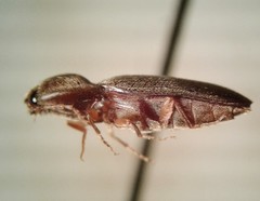 Horistonotus simplex