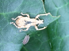 Dermatoxenus caesicollis