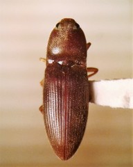 Horistonotus simplex