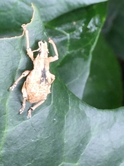 Dermatoxenus caesicollis