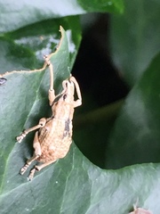 Dermatoxenus caesicollis