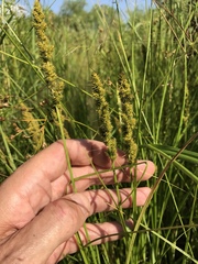 Carex vulpinoidea