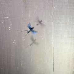 Chalybion zimmermanni