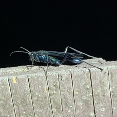 Chalybion zimmermanni