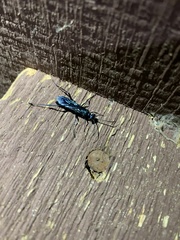 Chalybion zimmermanni