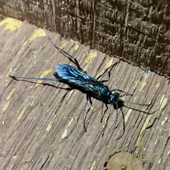 Chalybion zimmermanni