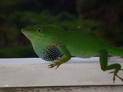 Anolis callainus