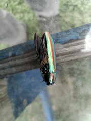 Chrysochroa fulgidissima