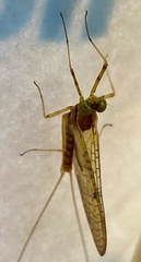 Stenacron interpunctatum interpunctatum