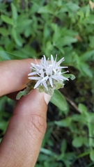 Monardella odoratissima pallida