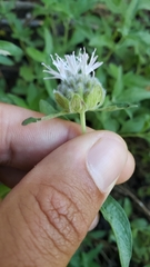 Monardella odoratissima pallida