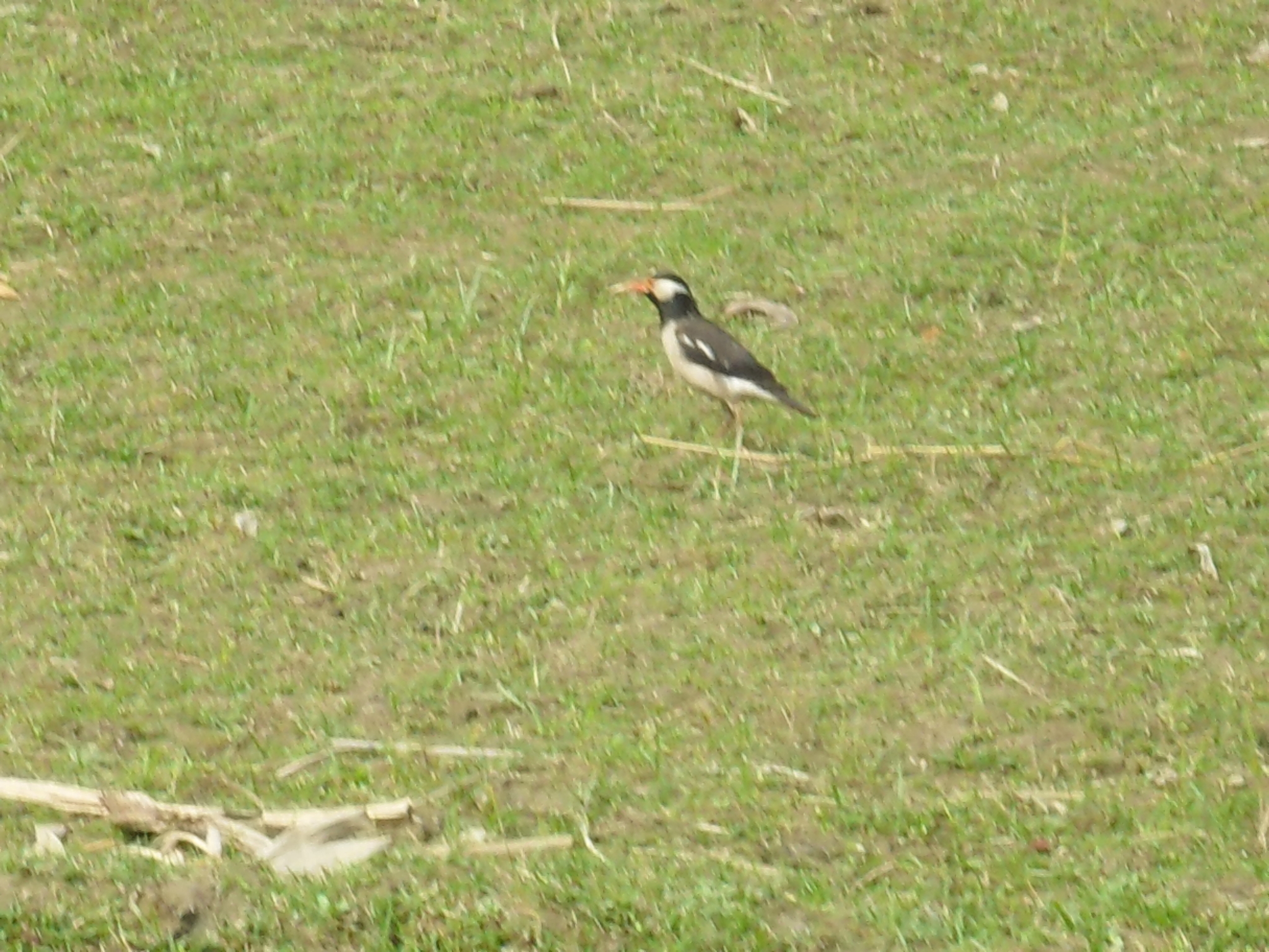 Indian Pied Myna