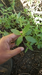 Monardella odoratissima pallida