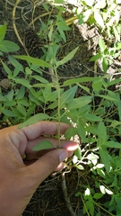 Monardella odoratissima pallida