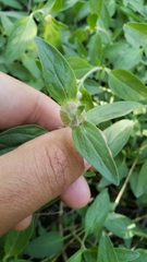 Monardella odoratissima pallida