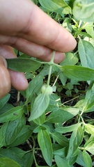 Monardella odoratissima pallida