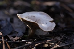 Singerocybe clitocyboides