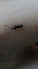 Malthodes marginatus