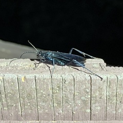 Chalybion zimmermanni