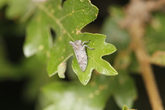 Microcentrus perditus