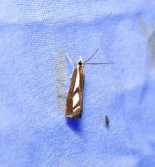 Catoptria latiradiellus
