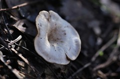 Singerocybe clitocyboides